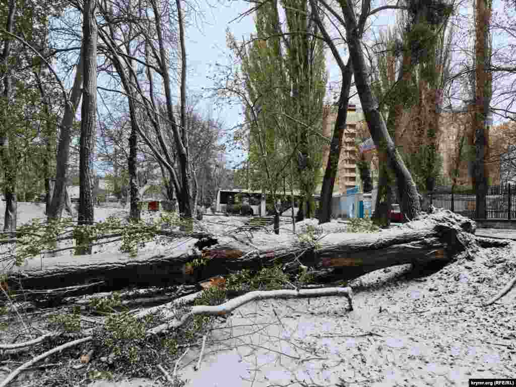 Огромный тополь рухнул у Троллейбусного парка, повредив линию электропередач, из-за чего троллейбусы долго не могли заехать в парк, образовав длинный затор&nbsp; на улице Киевской