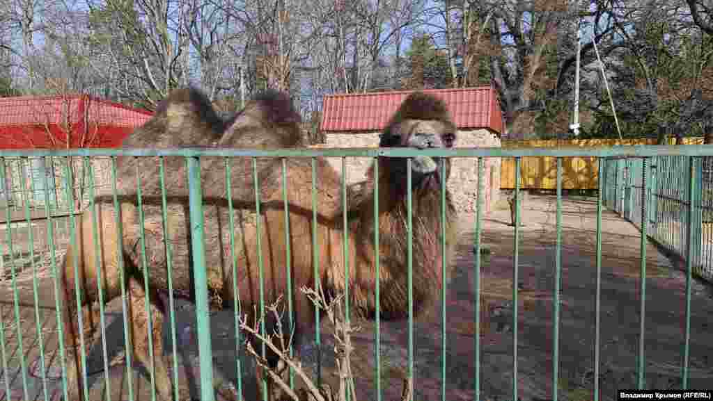 Двугорбый верблюд.