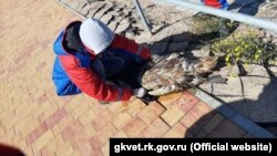 В пруду Ковш обнаружены трупы птиц (лебеди, утки, копчик) в количестве 6 штук