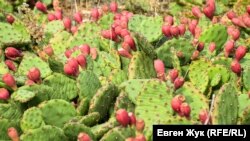 Opuntia kaktusları