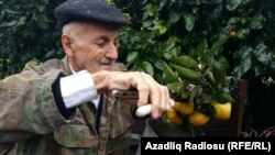 Astara. 82 yaşlı Heybət kişi limon dərir. Noy.2016