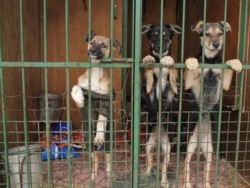 Приют для бездомных собак. Иллюстрационное фото