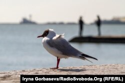 И рыбаки, и чайки ждут прихода весны