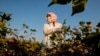 Kyrgyzstan, Nooken region, woman, women collect cotton. sept. 2017