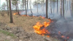 Лесные пожары в Иркутской области уничтожили около 600 гектаров леса (видео)